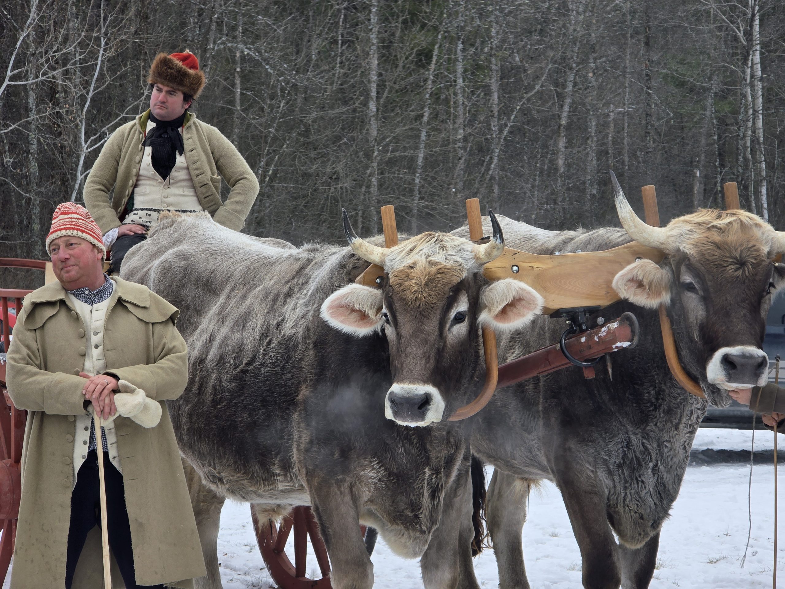 Two men and two bulls in a Revolutionary War reenactment scene